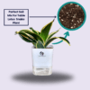 Surekha Agro Products Sansevieria Golden Hahnii Lotus Snake Plant - 8-10" with 5" Self Watering Pot | Air Purifying & Low Maintenance