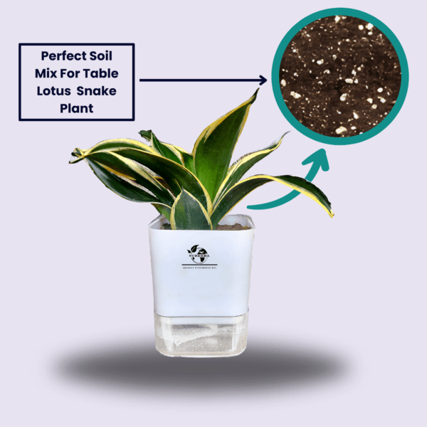 Surekha Agro Products Sansevieria Golden Hahnii Lotus Snake Plant - 8-10" with 5" Self Watering Pot | Air Purifying & Low Maintenance
