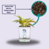 Surekha Agro Products Snake Plant (Sansevieria Trifasciata) - 8-10" with 5" Self Watering Pot | Air Purifying & Low Maintenance Indoor Plant