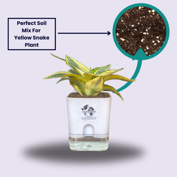 Surekha Agro Products Snake Plant (Sansevieria Trifasciata) - 8-10" with 5" Self Watering Pot | Air Purifying & Low Maintenance Indoor Plant