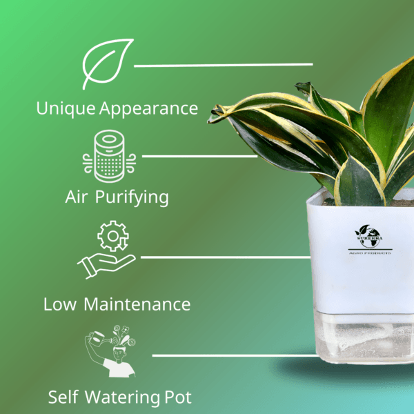 Surekha Agro Products Sansevieria Golden Hahnii Lotus Snake Plant - 8-10" with 5" Self Watering Pot | Air Purifying & Low Maintenance
