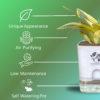 Surekha Agro Products Snake Plant (Sansevieria Trifasciata) - 8-10" with 5" Self Watering Pot | Air Purifying & Low Maintenance Indoor Plant