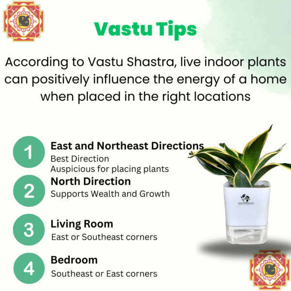 Surekha Agro Products Sansevieria Golden Hahnii Lotus Snake Plant - 8-10" with 5" Self Watering Pot | Air Purifying & Low Maintenance