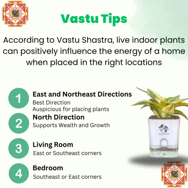 Surekha Agro Products Snake Plant (Sansevieria Trifasciata) - 8-10" with 5" Self Watering Pot | Air Purifying & Low Maintenance Indoor Plant