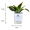 Surekha Agro Products Sansevieria Golden Hahnii Lotus Snake Plant - 8-10" with 5" Self Watering Pot | Air Purifying & Low Maintenance
