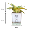 Surekha Agro Products Snake Plant (Sansevieria Trifasciata) - 8-10" with 5" Self Watering Pot | Air Purifying & Low Maintenance Indoor Plant