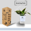 Surekha Agro Products Sansevieria Golden Hahnii Lotus Snake Plant - 8-10" with 5" Self Watering Pot | Air Purifying & Low Maintenance