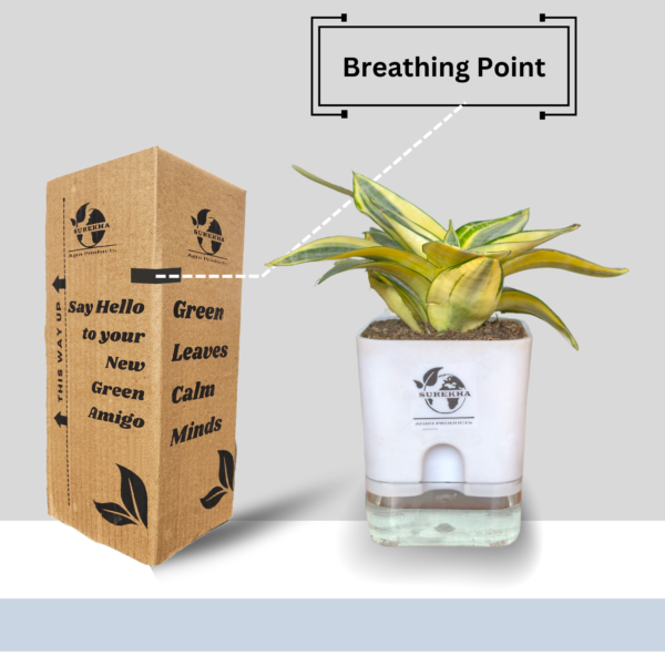 Surekha Agro Products Snake Plant (Sansevieria Trifasciata) - 8-10" with 5" Self Watering Pot | Air Purifying & Low Maintenance Indoor Plant