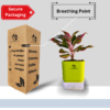 Surekha Agro Products Red Aglaonema - Air Purifying, Low Light, Self-Watering (8-10")