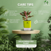 Surekha Agro Products Red Aglaonema - Air Purifying, Low Light, Self-Watering (8-10")