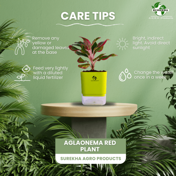 Surekha Agro Products Red Aglaonema - Air Purifying, Low Light, Self-Watering (8-10")