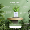 Image displaying jade plant care tips, emphasizing how proper care enhances Jade plant benefits like longevity, air purification, and positive energy.