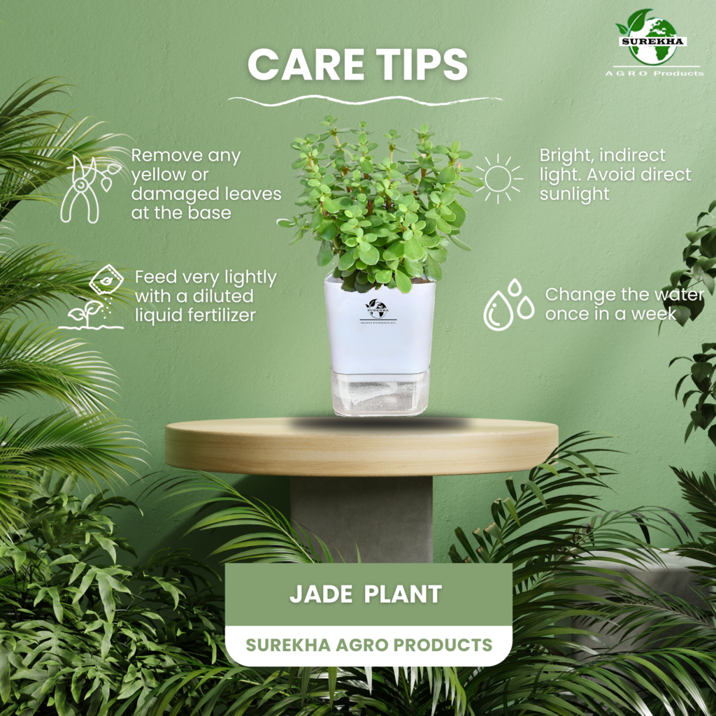 Image displaying jade plant care tips, emphasizing how proper care enhances Jade plant benefits like longevity, air purification, and positive energy.
