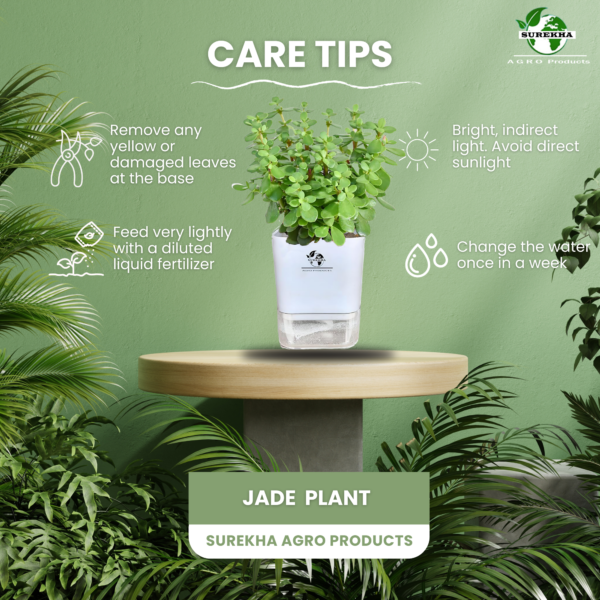 Image displaying jade plant care tips, emphasizing how proper care enhances Jade plant benefits like longevity, air purification, and positive energy.