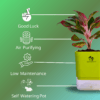 Surekha Agro Products Red Aglaonema - Air Purifying, Low Light, Self-Watering (8-10")