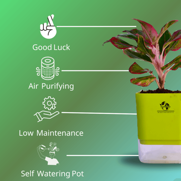 Surekha Agro Products Red Aglaonema - Air Purifying, Low Light, Self-Watering (8-10")