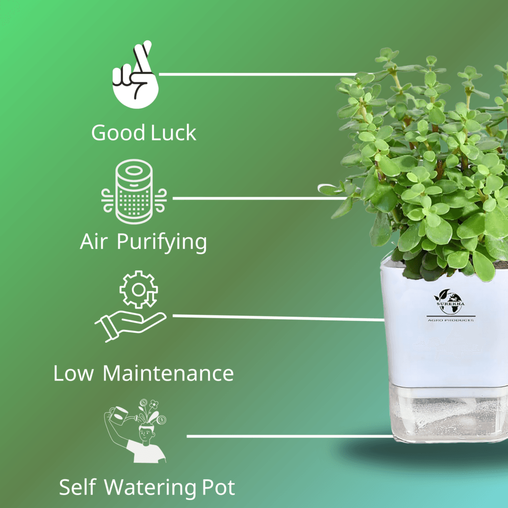 ade plant in a modern white self-watering pot showcasing features like thick green leaves and compact growth, symbolizing jade plant benefits.