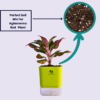 Surekha Agro Products Red Aglaonema - Air Purifying, Low Light, Self-Watering (8-10")