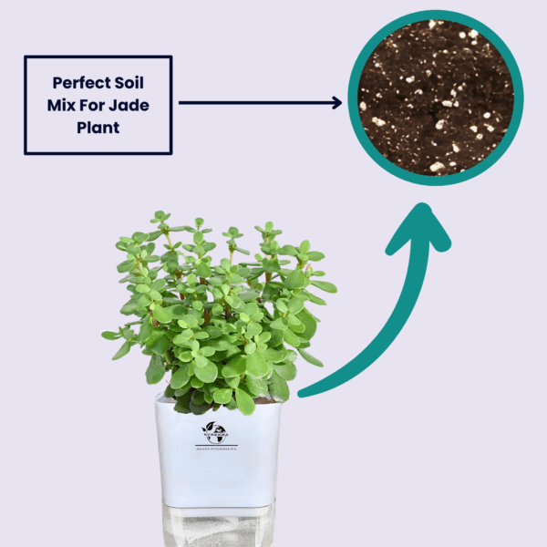Surekha Agro Products Jade Plant (Crassula ovata) - 8-10" with 5" Self-Watering Pot | Low Maintenance Succulent for Indoor Spaces