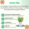 Surekha Agro Products Jade Plant (Crassula ovata) - 8-10" with 5" Self-Watering Pot | Low Maintenance Succulent for Indoor Spaces