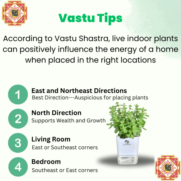 Surekha Agro Products Jade Plant (Crassula ovata) - 8-10" with 5" Self-Watering Pot | Low Maintenance Succulent for Indoor Spaces