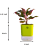 Surekha Agro Products Red Aglaonema - Air Purifying, Low Light, Self-Watering (8-10")