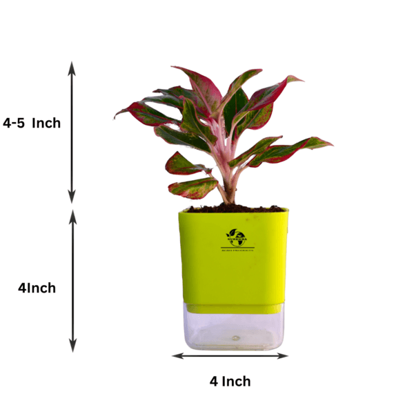 Surekha Agro Products Red Aglaonema - Air Purifying, Low Light, Self-Watering (8-10")