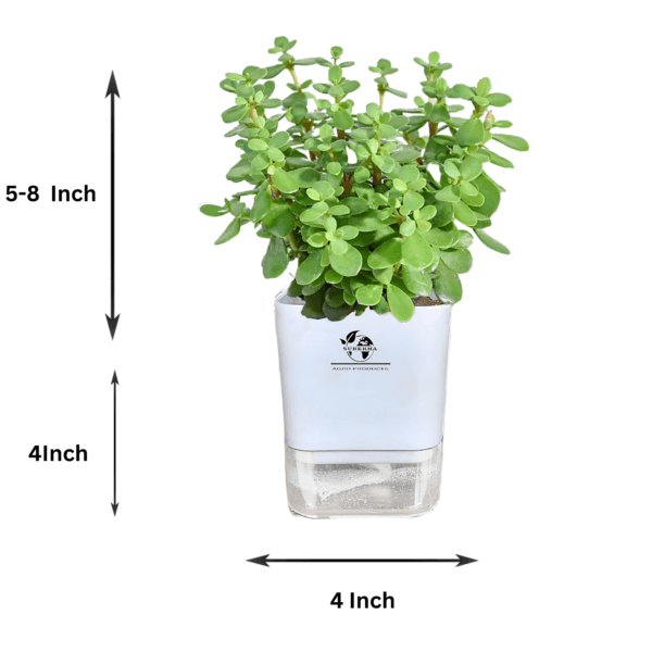 Surekha Agro Products Jade Plant (Crassula ovata) - 8-10" with 5" Self-Watering Pot | Low Maintenance Succulent for Indoor Spaces