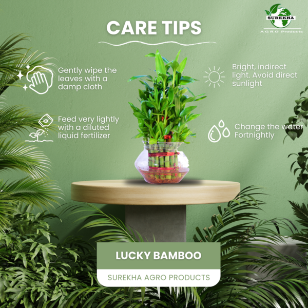 Lucky Bamboo (Dracaena sanderiana) - Easy Care & Feng Shui Symbol | 3 Layer Luck Bamboo | Surekha Agro Products