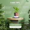 Surekha Agro Products Dracaena Lucky Bamboo Plant - 8-10 Inch, Grows in Sand with 5-Inch Self-Watering Pot, Premium Soil, Secure Packaging