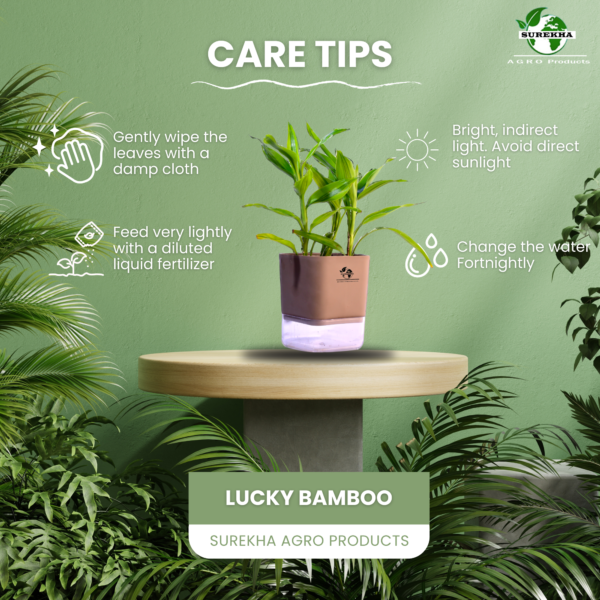 Surekha Agro Products Dracaena Lucky Bamboo Plant - 8-10 Inch, Grows in Sand with 5-Inch Self-Watering Pot, Premium Soil, Secure Packaging