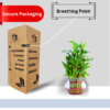 Lucky Bamboo (Dracaena sanderiana) - Easy Care & Feng Shui Symbol | 3 Layer Luck Bamboo | Surekha Agro Products