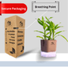 Surekha Agro Products Dracaena Lucky Bamboo Plant - 8-10 Inch, Grows in Sand with 5-Inch Self-Watering Pot, Premium Soil, Secure Packaging