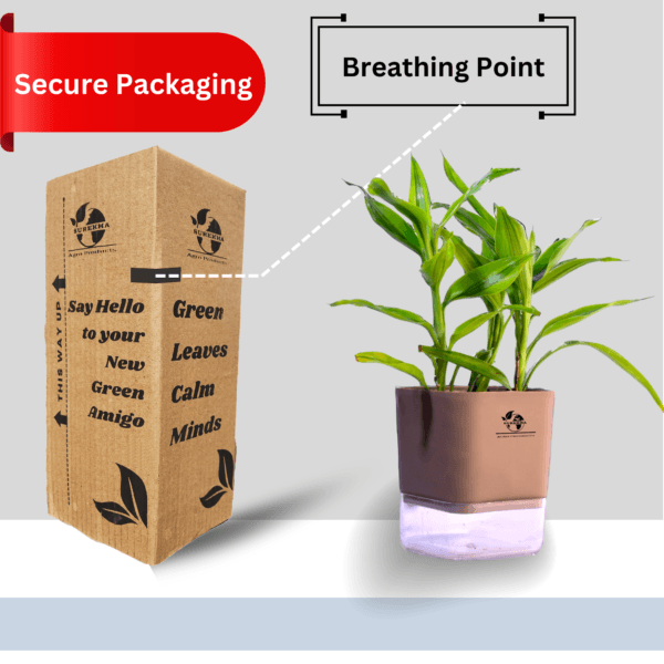 Surekha Agro Products Dracaena Lucky Bamboo Plant - 8-10 Inch, Grows in Sand with 5-Inch Self-Watering Pot, Premium Soil, Secure Packaging