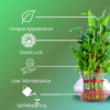 Lucky Bamboo (Dracaena sanderiana) - Easy Care & Feng Shui Symbol | 3 Layer Luck Bamboo | Surekha Agro Products