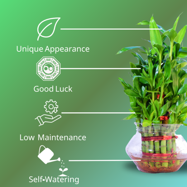 Lucky Bamboo (Dracaena sanderiana) - Easy Care & Feng Shui Symbol | 3 Layer Luck Bamboo | Surekha Agro Products