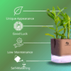 Surekha Agro Products Dracaena Lucky Bamboo Plant - 8-10 Inch, Grows in Sand with 5-Inch Self-Watering Pot, Premium Soil, Secure Packaging