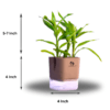 Surekha Agro Products Dracaena Lucky Bamboo Plant - 8-10 Inch, Grows in Sand with 5-Inch Self-Watering Pot, Premium Soil, Secure Packaging