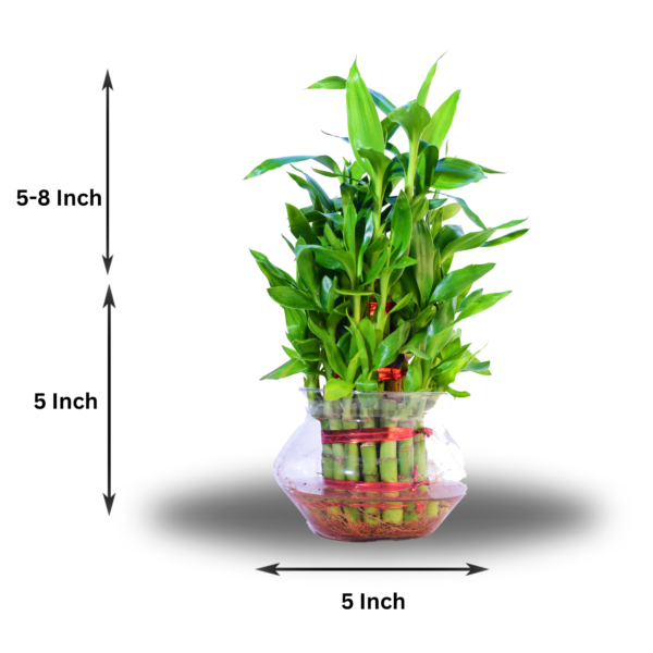 Lucky Bamboo (Dracaena sanderiana) - Easy Care & Feng Shui Symbol | 3 Layer Luck Bamboo | Surekha Agro Products