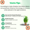 Lucky Bamboo (Dracaena sanderiana) - Easy Care & Feng Shui Symbol | 3 Layer Luck Bamboo | Surekha Agro Products