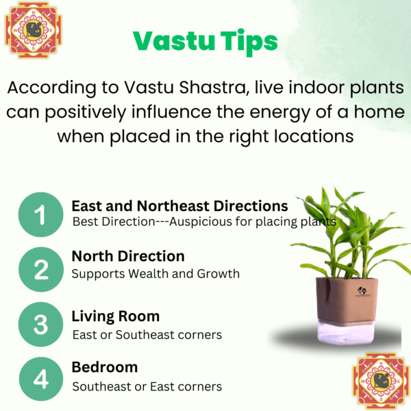 Surekha Agro Products Dracaena Lucky Bamboo Plant - 8-10 Inch, Grows in Sand with 5-Inch Self-Watering Pot, Premium Soil, Secure Packaging