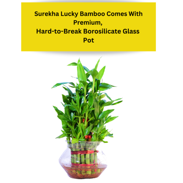 Lucky Bamboo (Dracaena sanderiana) - Easy Care & Feng Shui Symbol | 3 Layer Luck Bamboo | Surekha Agro Products