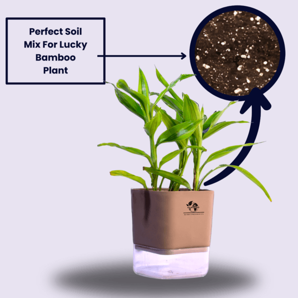 Surekha Agro Products Dracaena Lucky Bamboo Plant - 8-10 Inch, Grows in Sand with 5-Inch Self-Watering Pot, Premium Soil, Secure Packaging