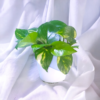 A vibrant Money Plant with heart-shaped green leaves in a self-watering white pot, perfect for indoor air purification.