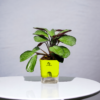 Calathea Amagris