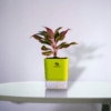 Surekha Agro Products Red Aglaonema - Air Purifying, Low Light, Self-Watering (8-10")