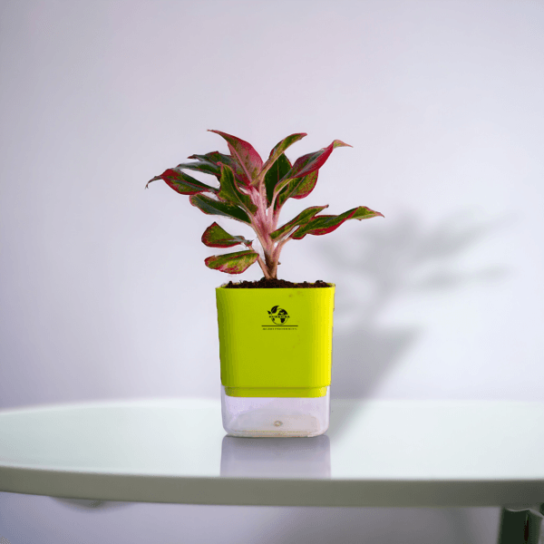 Surekha Agro Products Red Aglaonema - Air Purifying, Low Light, Self-Watering (8-10")