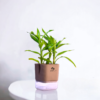Surekha Agro Products Dracaena Lucky Bamboo Plant - 8-10 Inch, Grows in Sand with 5-Inch Self-Watering Pot, Premium Soil, Secure Packaging
