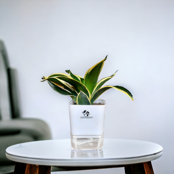 Surekha Agro Products Sansevieria Golden Hahnii Lotus Snake Plant - 8-10" with 5" Self Watering Pot | Air Purifying & Low Maintenance