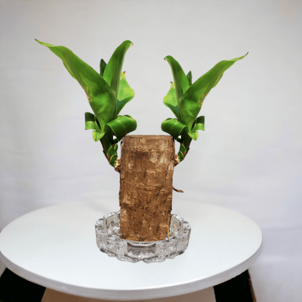 Lucky Brazilian Wood Plant (Dracaena fragrans) - Unique & Easy | Surekha Agro Products